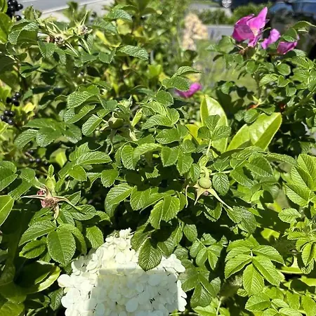 Carolinensieler Kuestenhaeuschen E Casa de Férias Carolinensiel